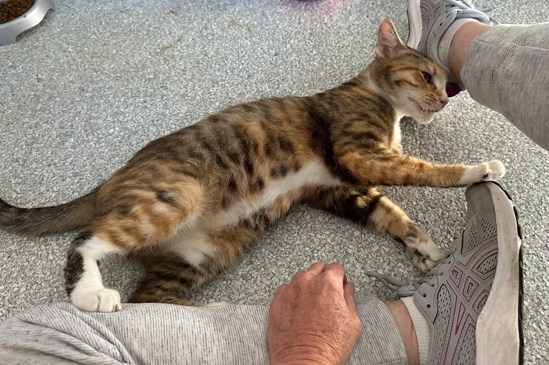 An adult medium-sized female Orange / Red Torbie cat named Spice Girl for adoption in Vacaville, CA