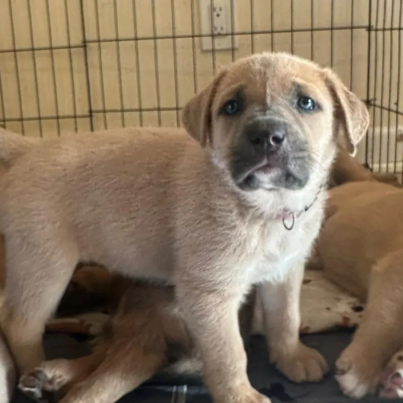 Mastiffaussie Mix Puppiesboys thumbnail 4