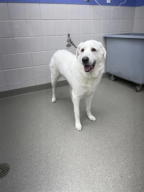 An adult large-sized female Great Pyrenees dog named Mochi for adoption in Omaha, NE