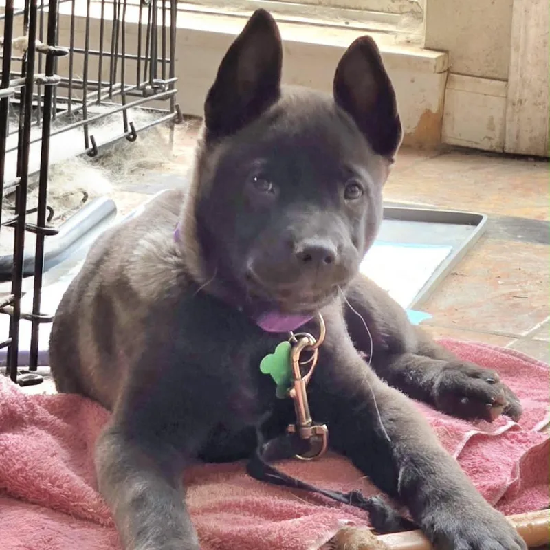 A baby medium-sized male Black Siberian Husky dog named Craig for adoption in Olathe, KS