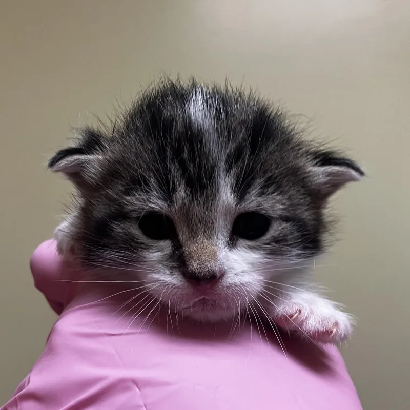 A baby small-sized female Brown / Chocolate Domestic Short Hair cat named Danish Denise for adoption in Wilmington, DE