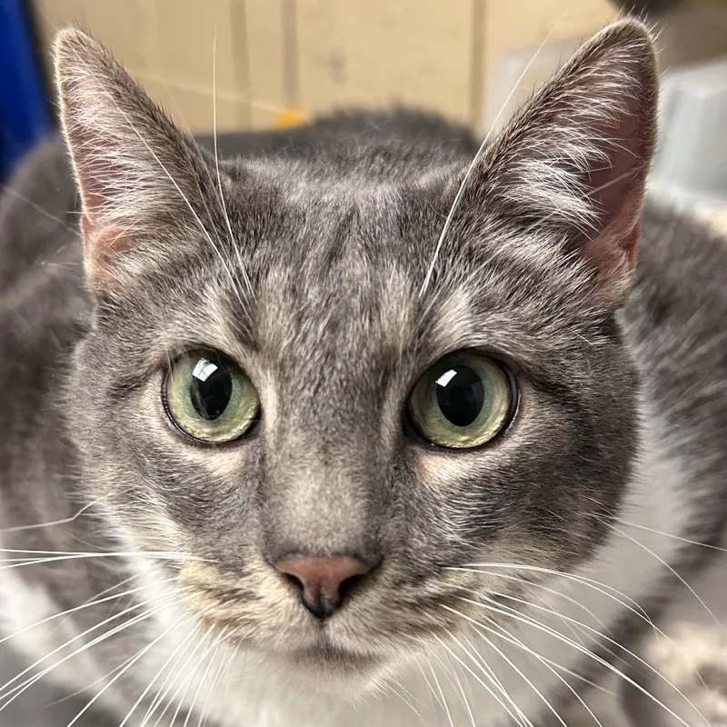 An adult extra large-sized female Gray / Blue / Silver Domestic Short Hair cat named Stormy for adoption in Perkiomenville, PA