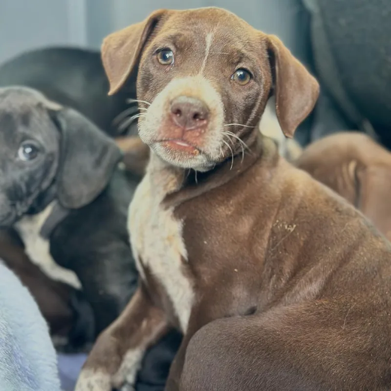 A baby medium-sized female Brown / Chocolate Mixed Breed dog named Steelheart for adoption in Columbiana, AL