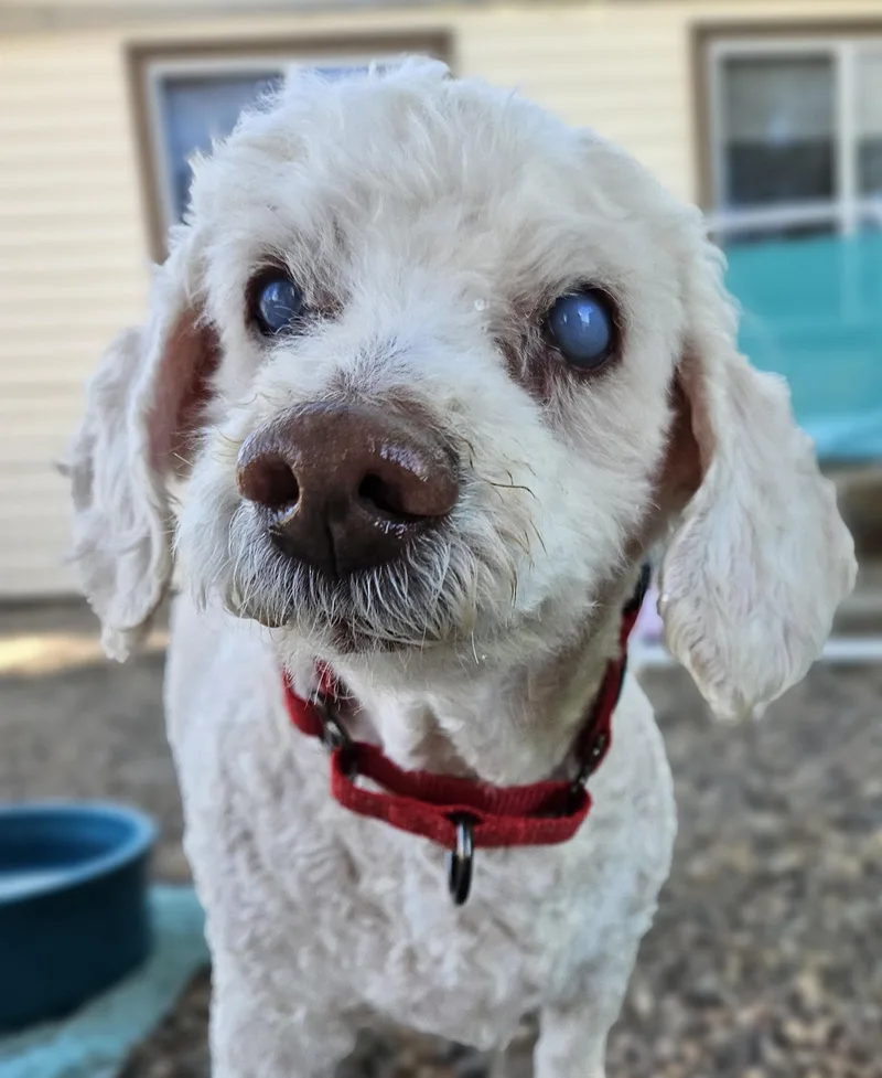 A senior small-sized male White / Cream Miniature Poodle dog named Bentley for adoption in New River, AZ