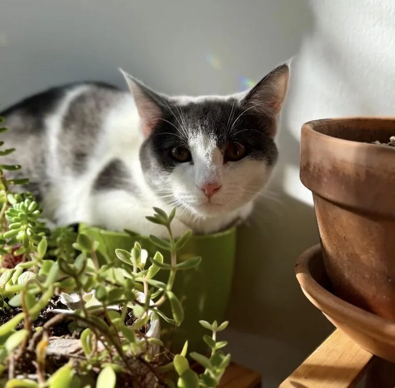 A young small-sized female Gray & White Domestic Short Hair cat named Oogie for adoption in Alexandria, VA