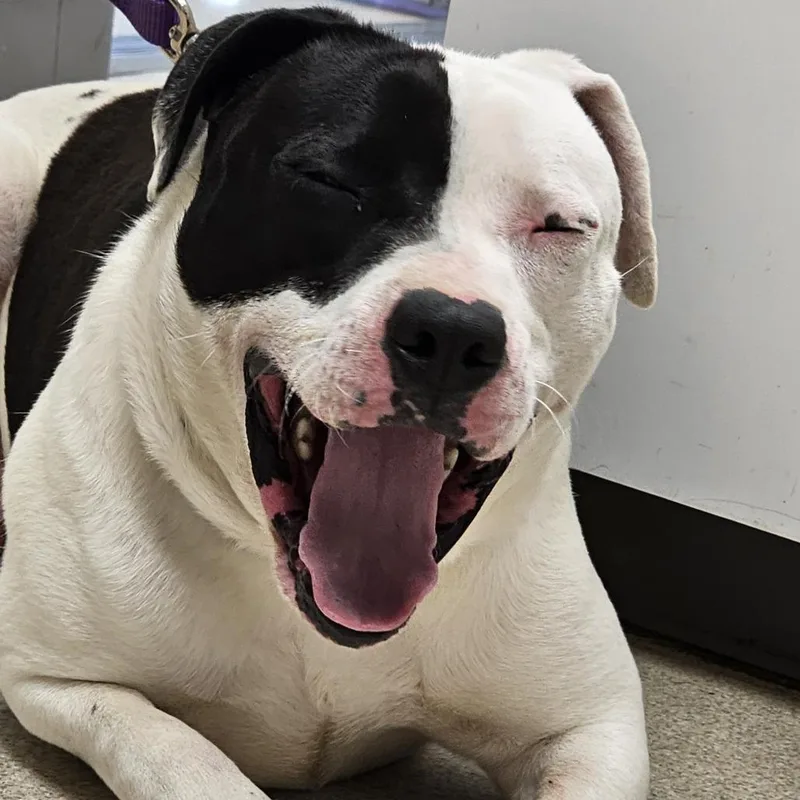 An adult medium-sized male White / Cream Pit Bull Terrier dog named Ed for adoption in Evansville, IN