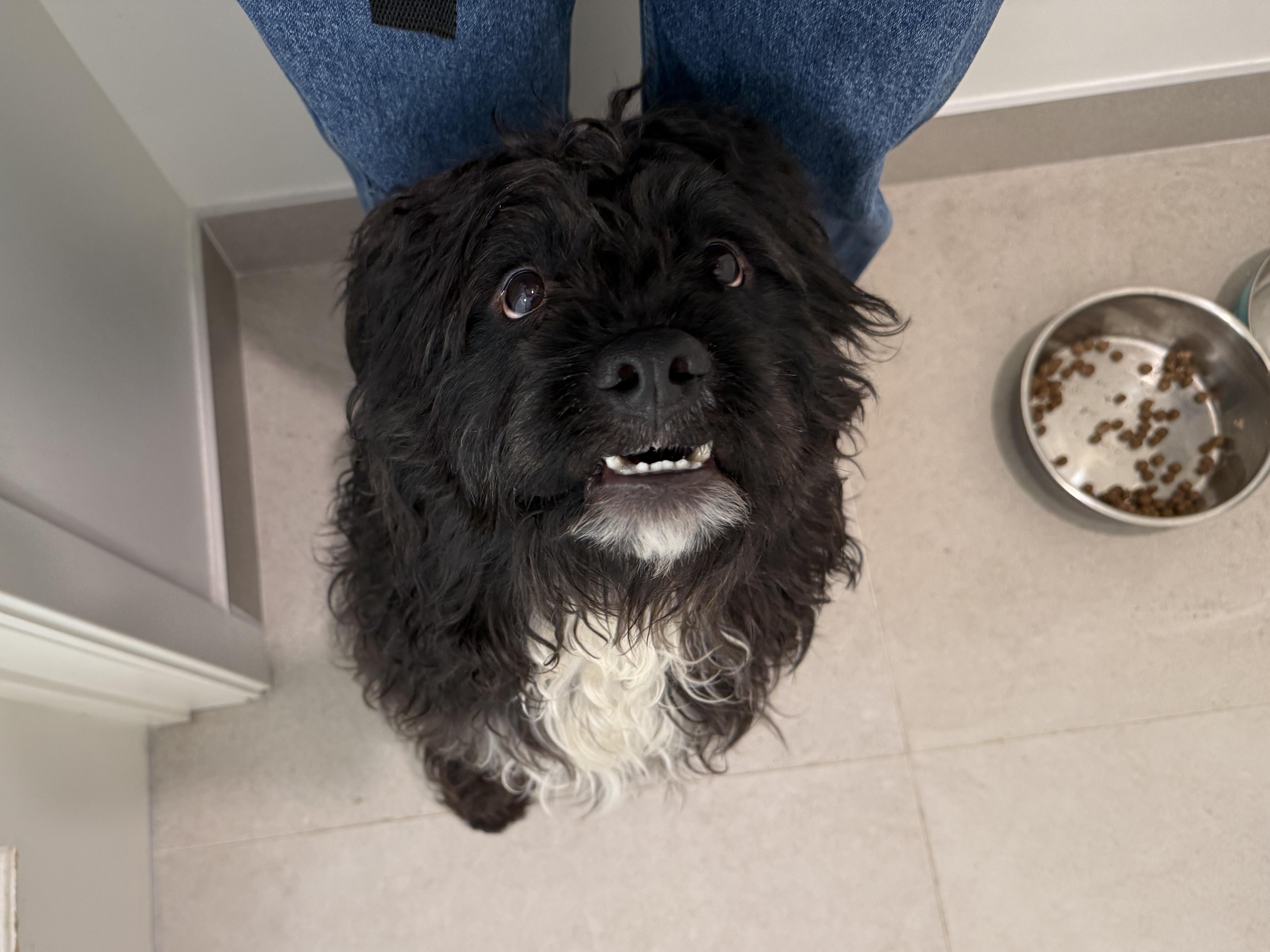 An adult medium-sized male Black Mixed Breed dog named Harry for adoption in Evanston, IL
