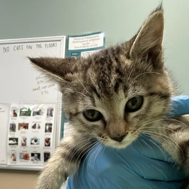 A baby small-sized female Brown / Chocolate Domestic Short Hair cat named Pera for adoption in Tacoma, WA