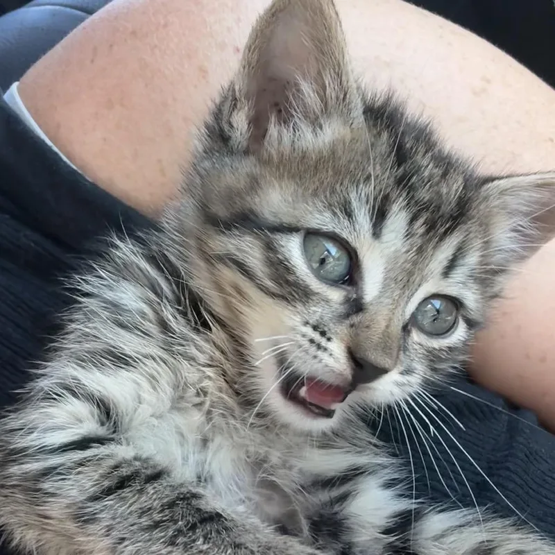 A baby small-sized male Brown / Chocolate Domestic Short Hair cat named Fire Stick for adoption in Austin, TX