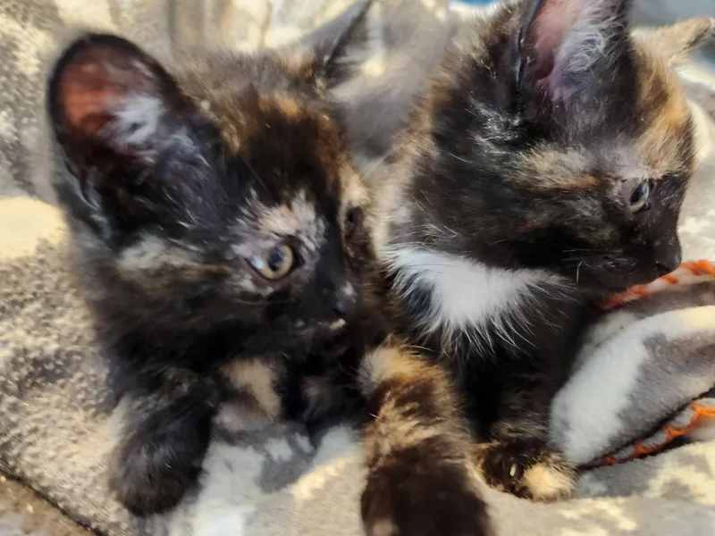 A baby medium-sized female Domestic Short Hair cat named Pixie for adoption in Forest, VA