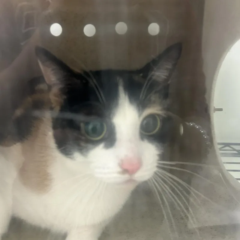 An adult medium-sized female Calico Domestic Short Hair cat named Joline for adoption in Philadelphia, PA