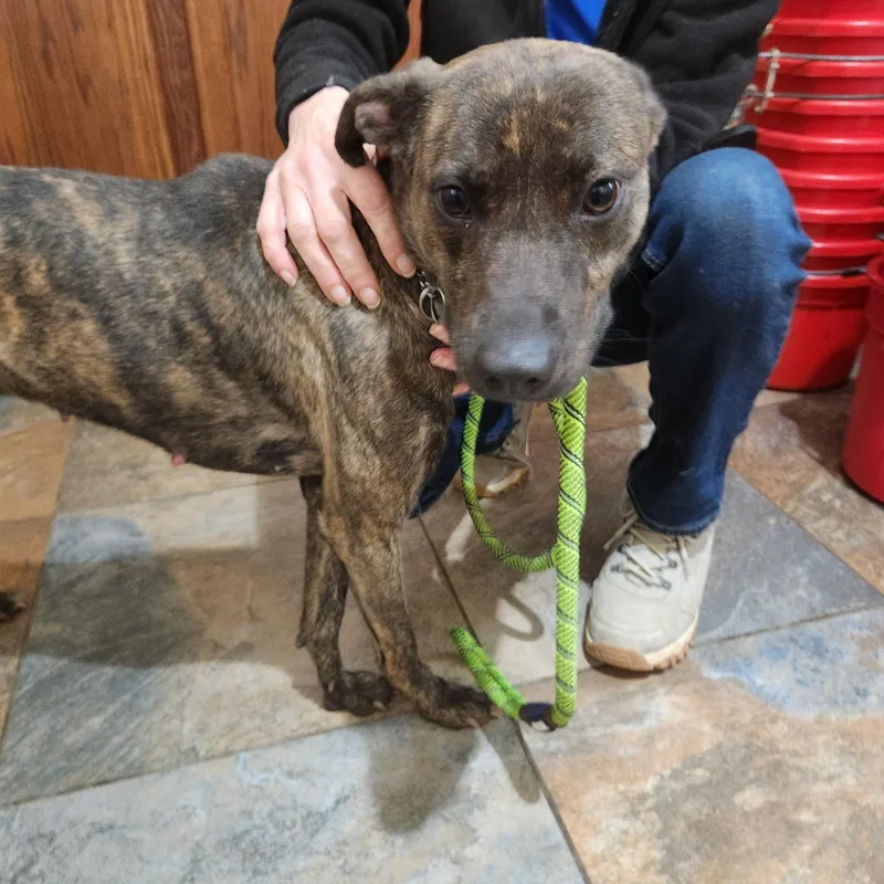 An adult medium-sized female Brindle Whippet dog named Jessie for adoption in Warren, NJ