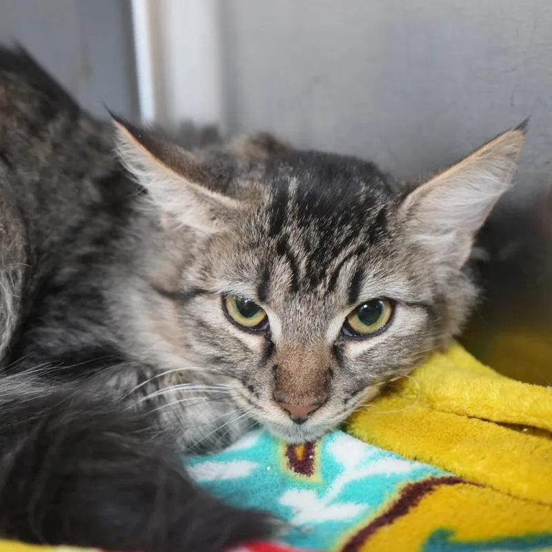 A young medium-sized female Gray / Blue / Silver Domestic Short Hair cat named Hermione for adoption in Coachella, CA
