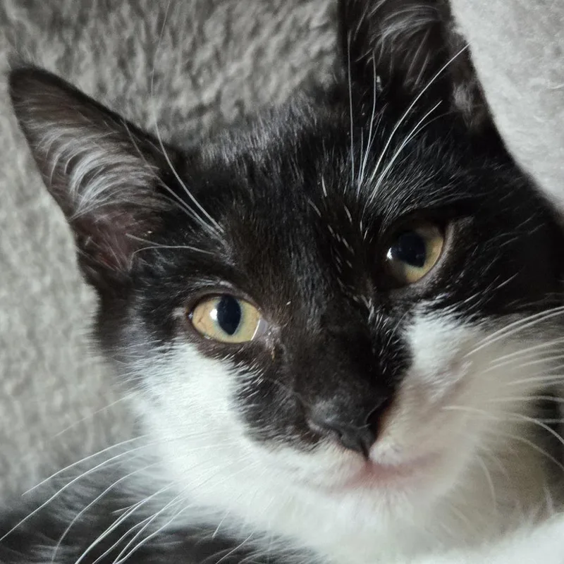 A baby small-sized female Domestic Short Hair cat named Megan for adoption in Cumming, GA