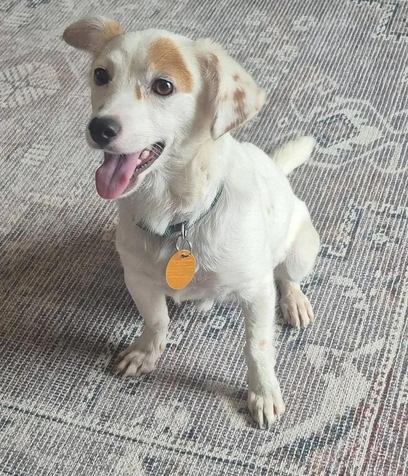 A baby small-sized male Chihuahua dog named Stryder for adoption in Colorado Springs, CO