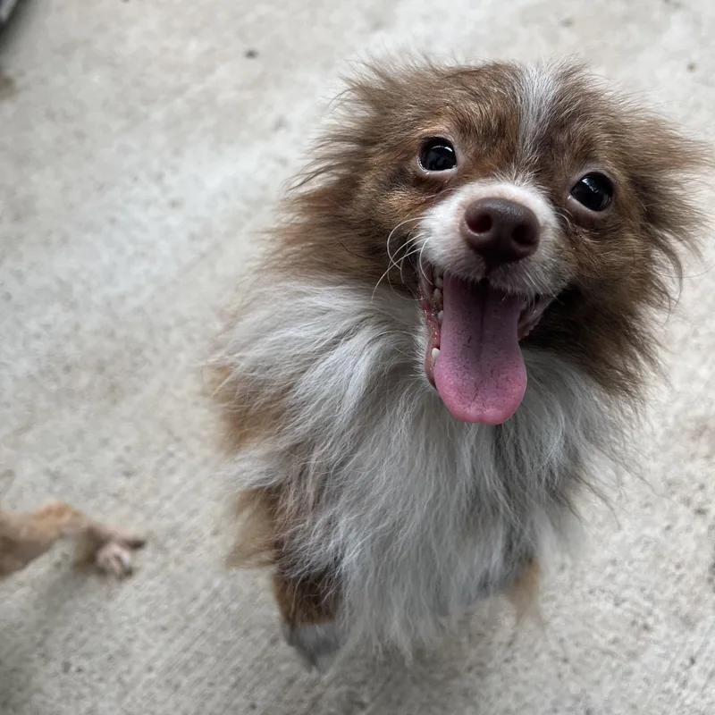An adult small-sized male White / Cream Chihuahua dog named Tintin for adoption in Fairmont, MN