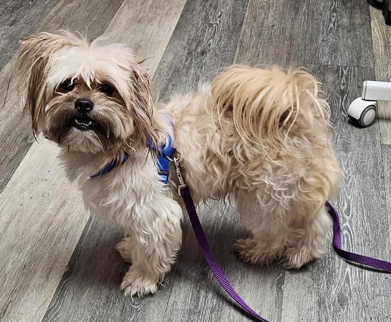 A young small-sized male Shih Tzu dog named Cyrus for adoption in Saint Louis, MO