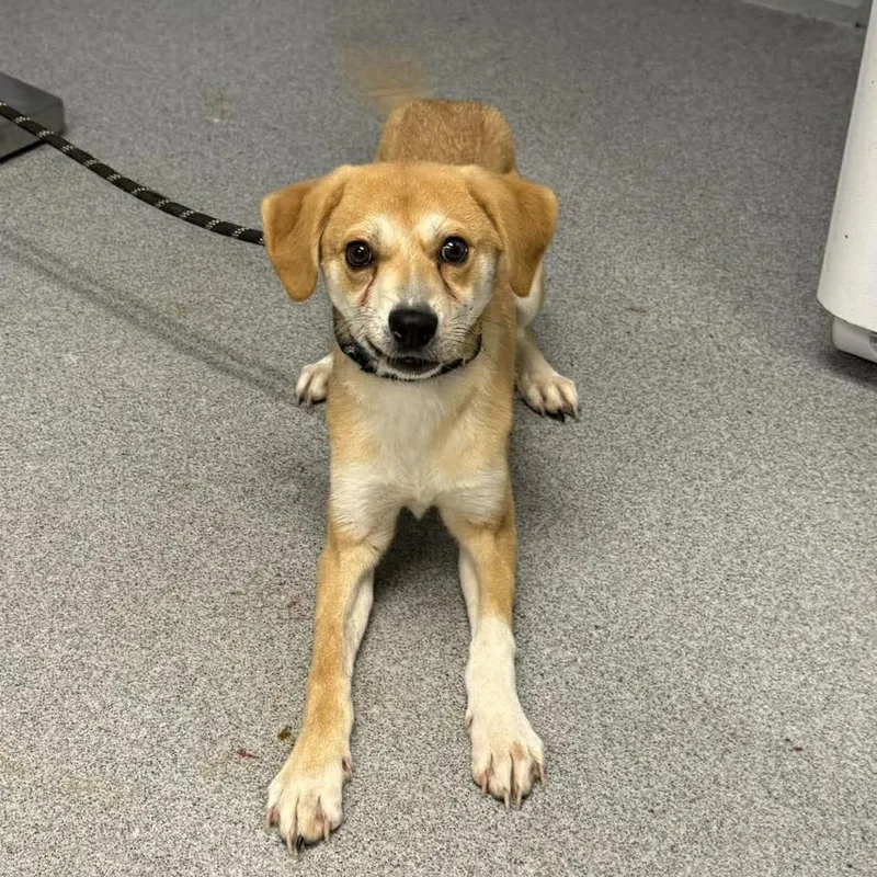 A young medium-sized male Yellow / Tan / Blond / Fawn Mixed Breed dog named Timon for adoption in Martinsville, VA