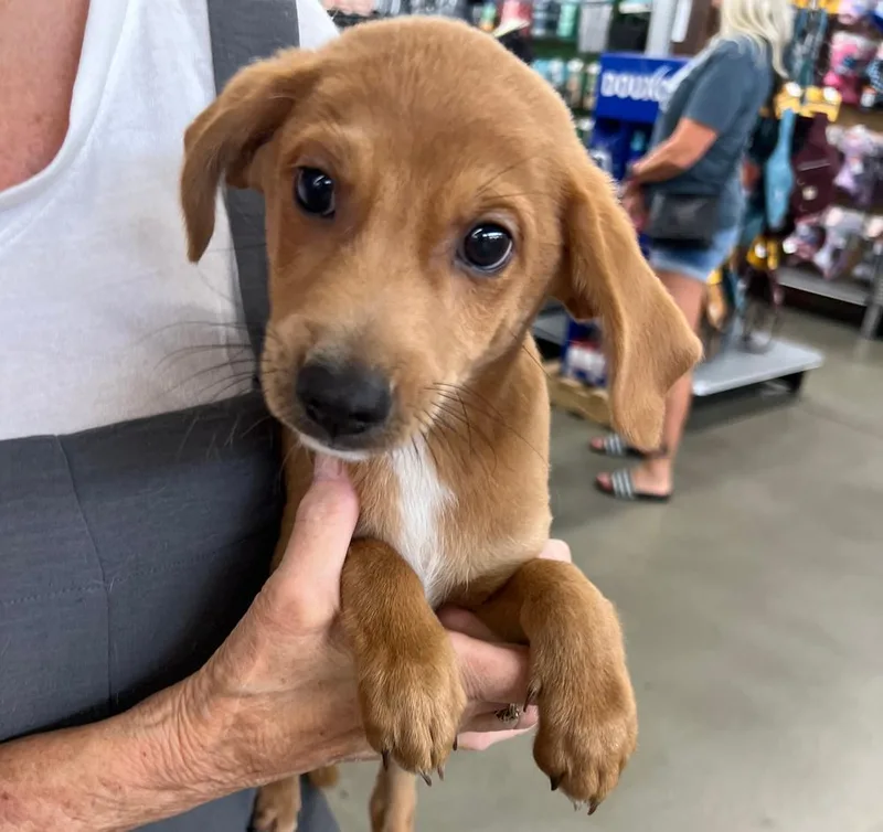 A baby small-sized male Chihuahua dog named Franklin for adoption in Redlands, CA