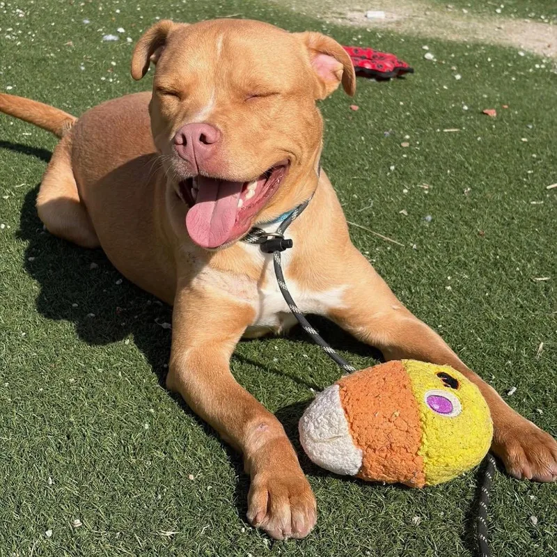 Napoleon Bonapaws thumbnail 2