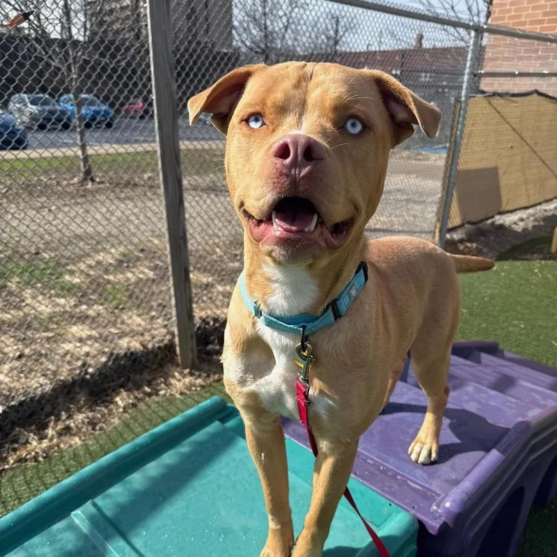 Napoleon Bonapaws thumbnail 3