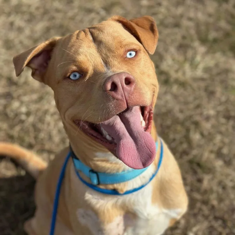 Napoleon Bonapaws thumbnail 4