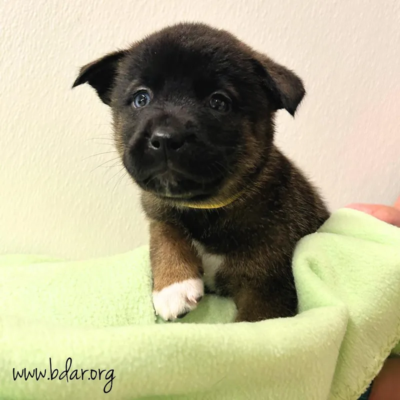 A baby medium-sized female Black Mixed Breed dog named Zia for adoption in Cheyenne, WY