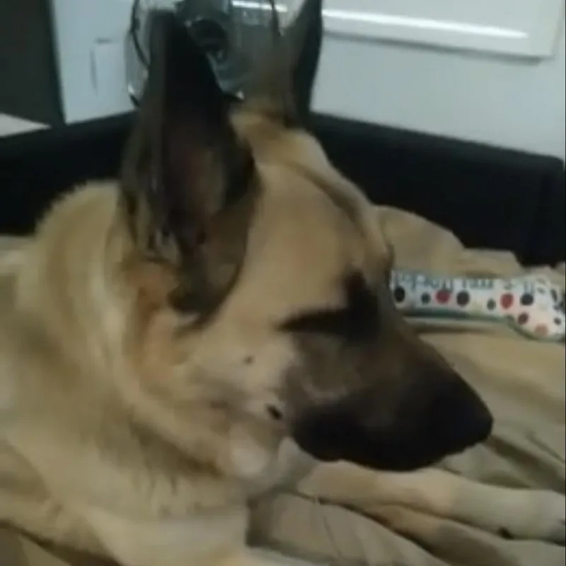 An adult medium-sized male Yellow / Tan / Blond / Fawn German Shepherd Dog dog named Vengeance for adoption in LOXAHATCHEE, FL