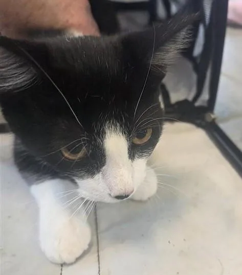 A young small-sized female Domestic Short Hair cat named Caitlin for adoption in San Antonio, TX