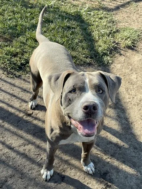 An adult large-sized male Pit Bull Terrier dog named Andy for adoption in Riverside, CA