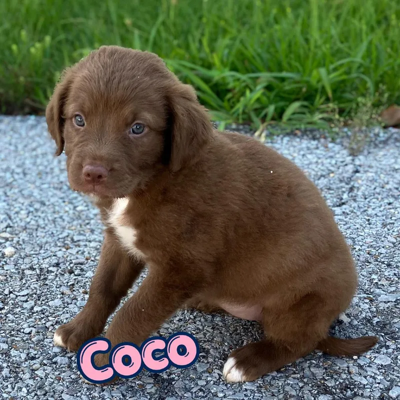 Coco