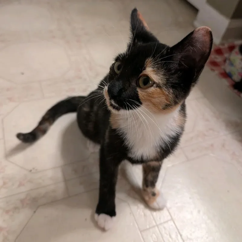 A baby medium-sized female Domestic Short Hair cat named Zelda  Snuggle Bug for adoption in Bristow, VA