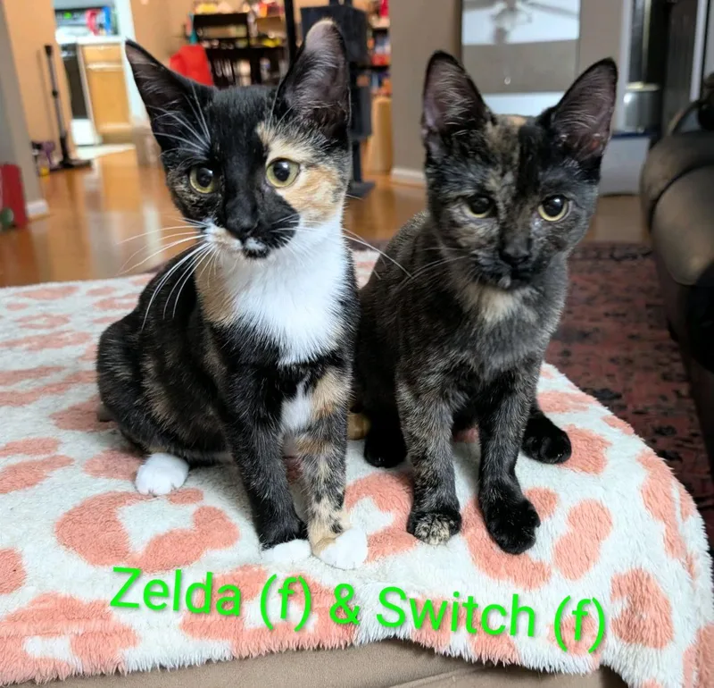 Zelda  Snuggle Bug thumbnail 3