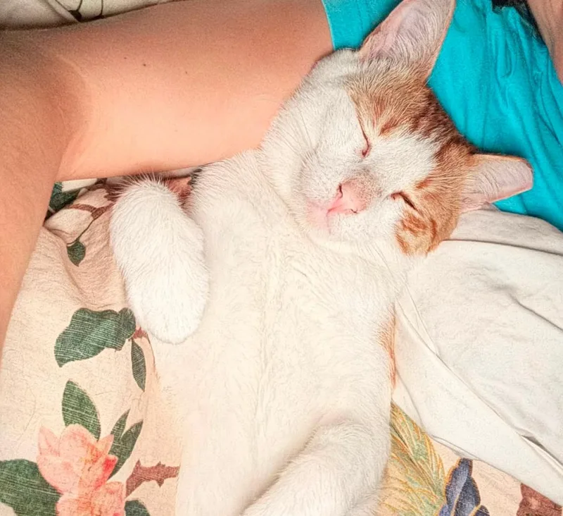 A young medium-sized male Domestic Short Hair cat named Vincent for adoption in Houston, TX