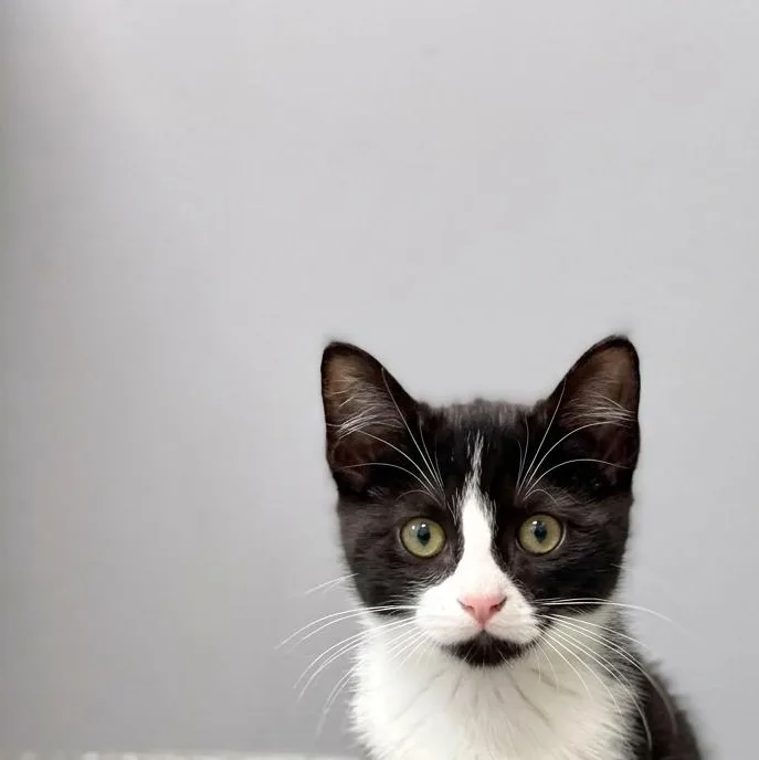 A baby small-sized female Domestic Short Hair cat named Domino for adoption in Minooka, IL