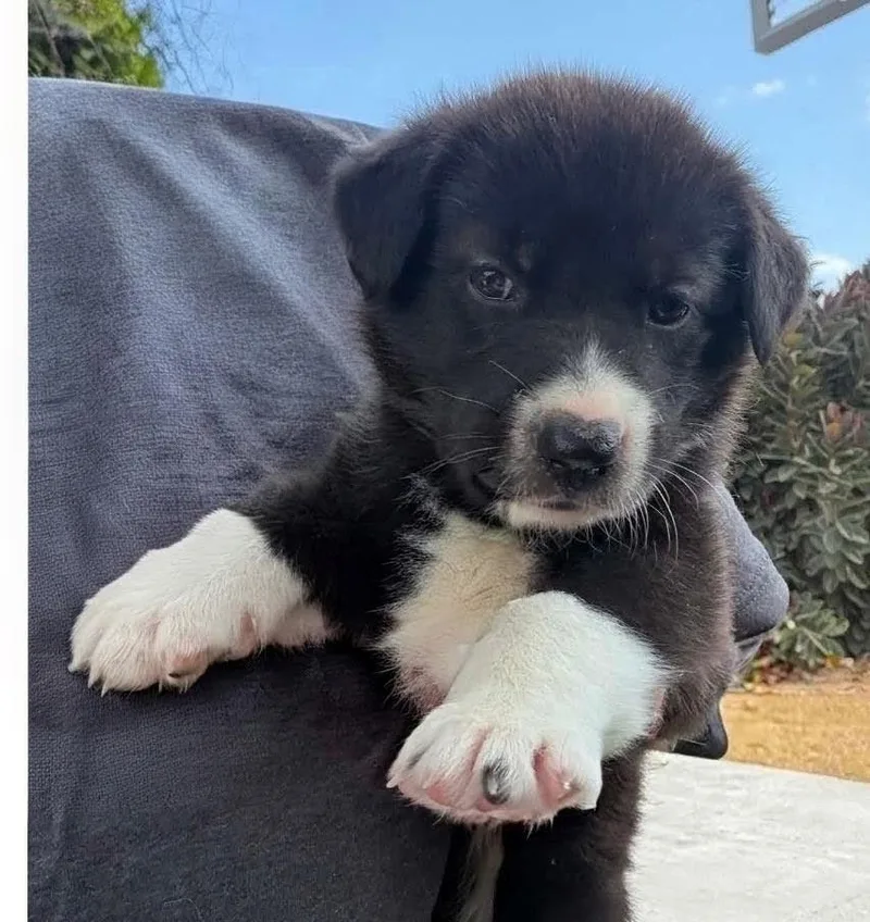 A baby medium-sized female Husky dog named Laura for adoption in Dallas, TX
