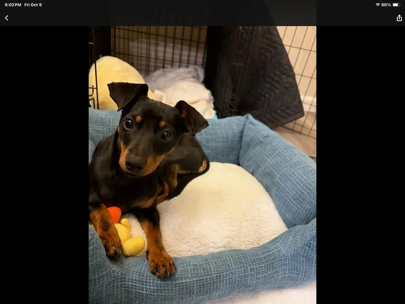 A young small-sized female Chihuahua dog named Paisley for adoption in Vancouver, WA
