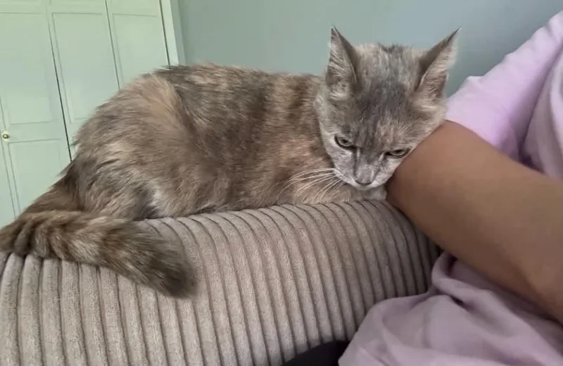 An adult medium-sized female Calico cat named Lexi for adoption in Charlotte, NC
