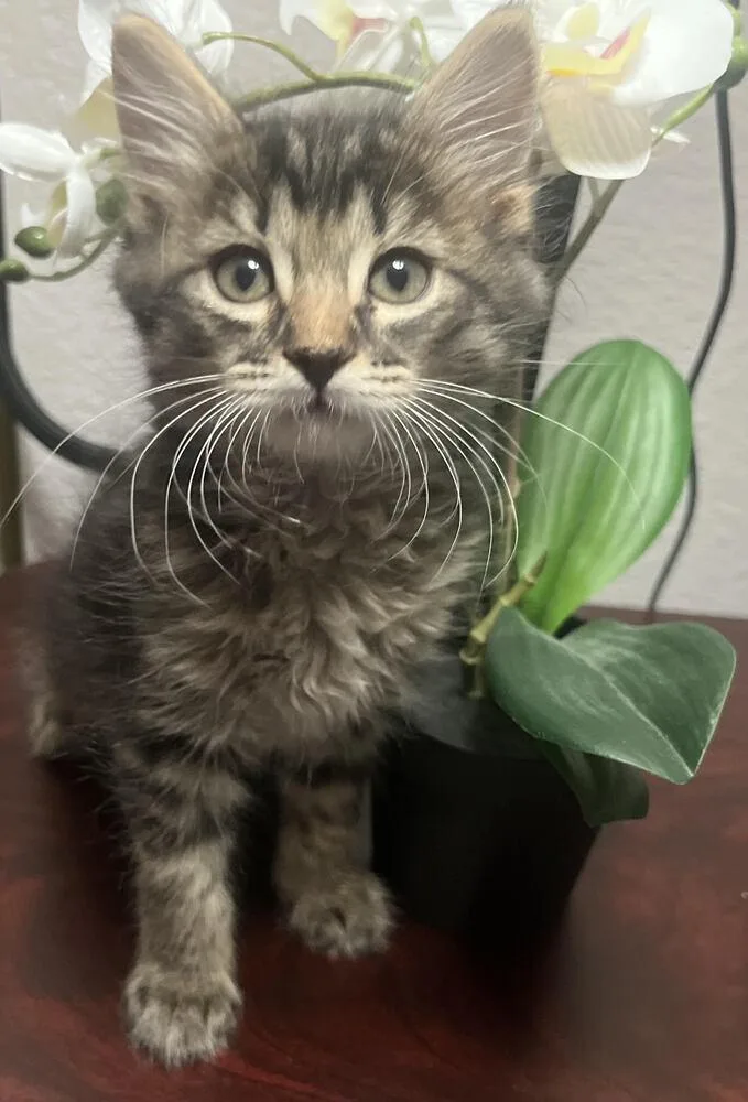 A baby small-sized male Tabby (Brown / Chocolate) Domestic Short Hair cat named Cirrus for adoption in Lancaster, CA