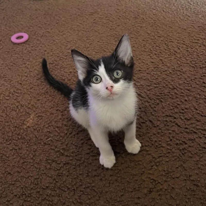 A baby small-sized male Domestic Short Hair cat named Bishop for adoption in Los Angeles, CA
