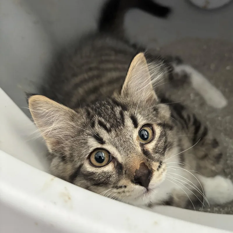 A baby medium-sized male Tabby (Brown / Chocolate) Domestic Medium Hair cat named Frank for adoption in Renton , WA