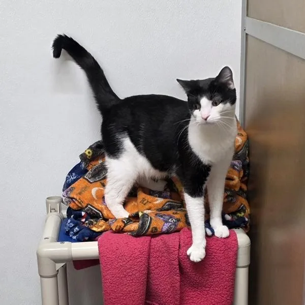 A young small-sized male Domestic Short Hair cat named Henry for adoption in Des Moines, IA