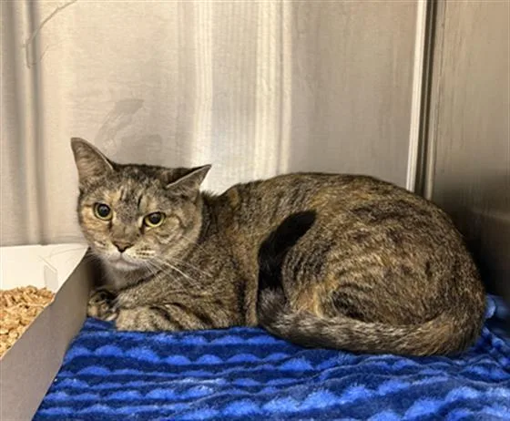 A young medium-sized female Domestic Short Hair cat named Cece for adoption in Indianapolis, IN