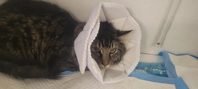 A young medium-sized male Domestic Short Hair cat named Leo for adoption in New Kensington, PA