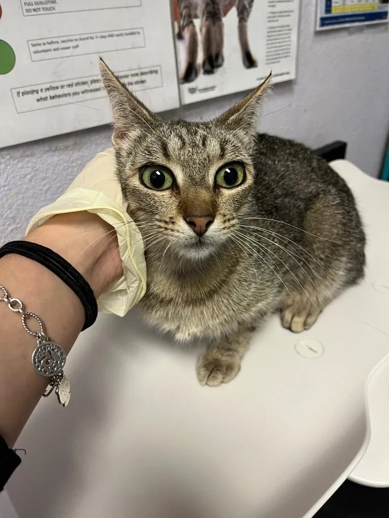 A young medium-sized female Domestic Short Hair cat named Sheila for adoption in New Braunfels, TX
