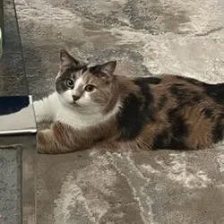 A senior small-sized female Domestic Short Hair cat named Jane for adoption in Houston, TX