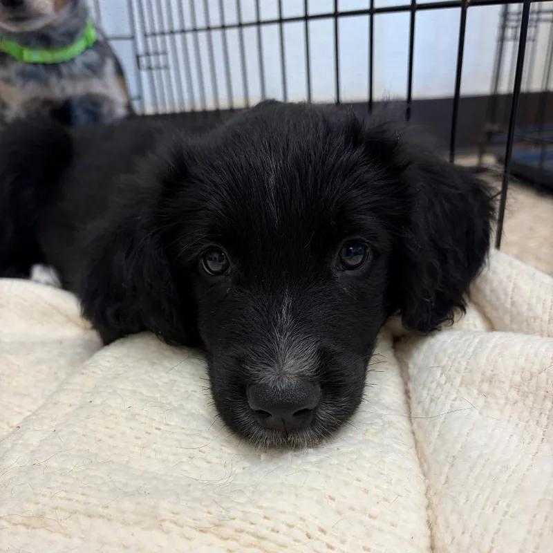 A baby medium-sized male Mixed Breed dog named Warren for adoption in Cumming, GA