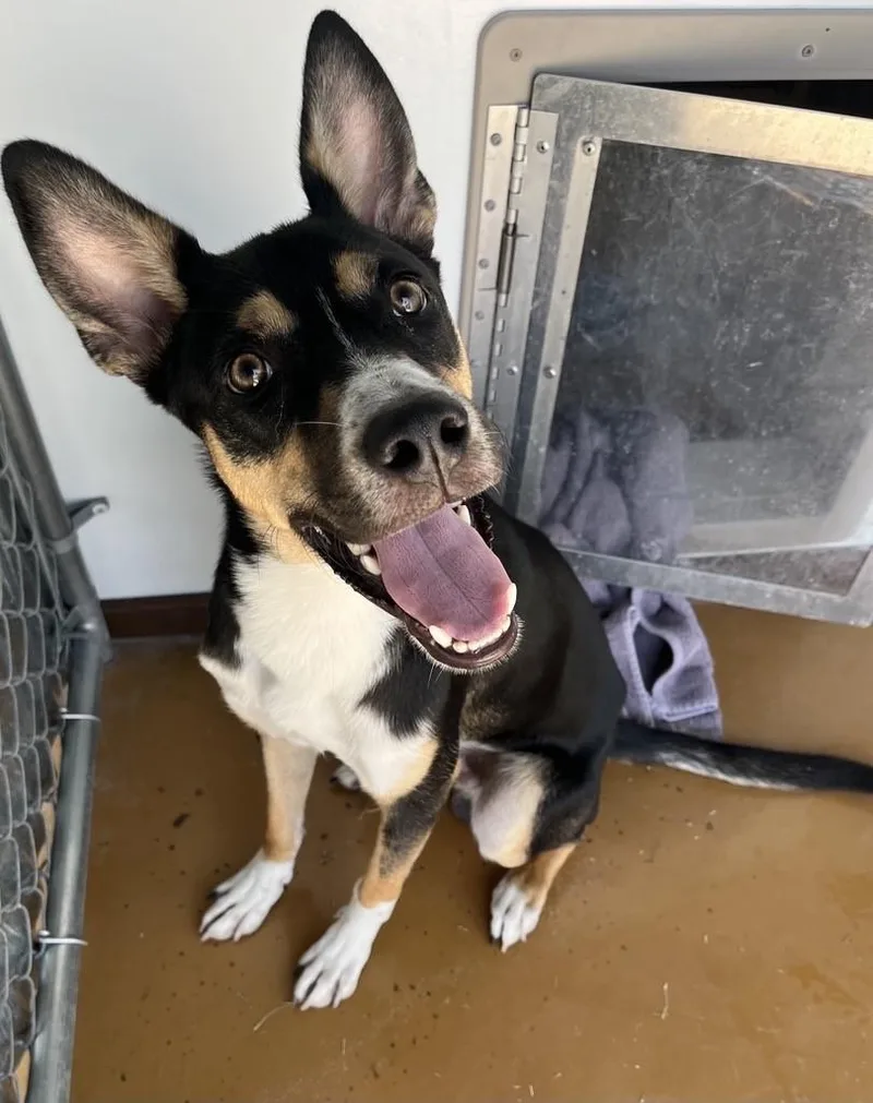 A young medium-sized male Terrier dog named Asiago for adoption in Cibolo, TX