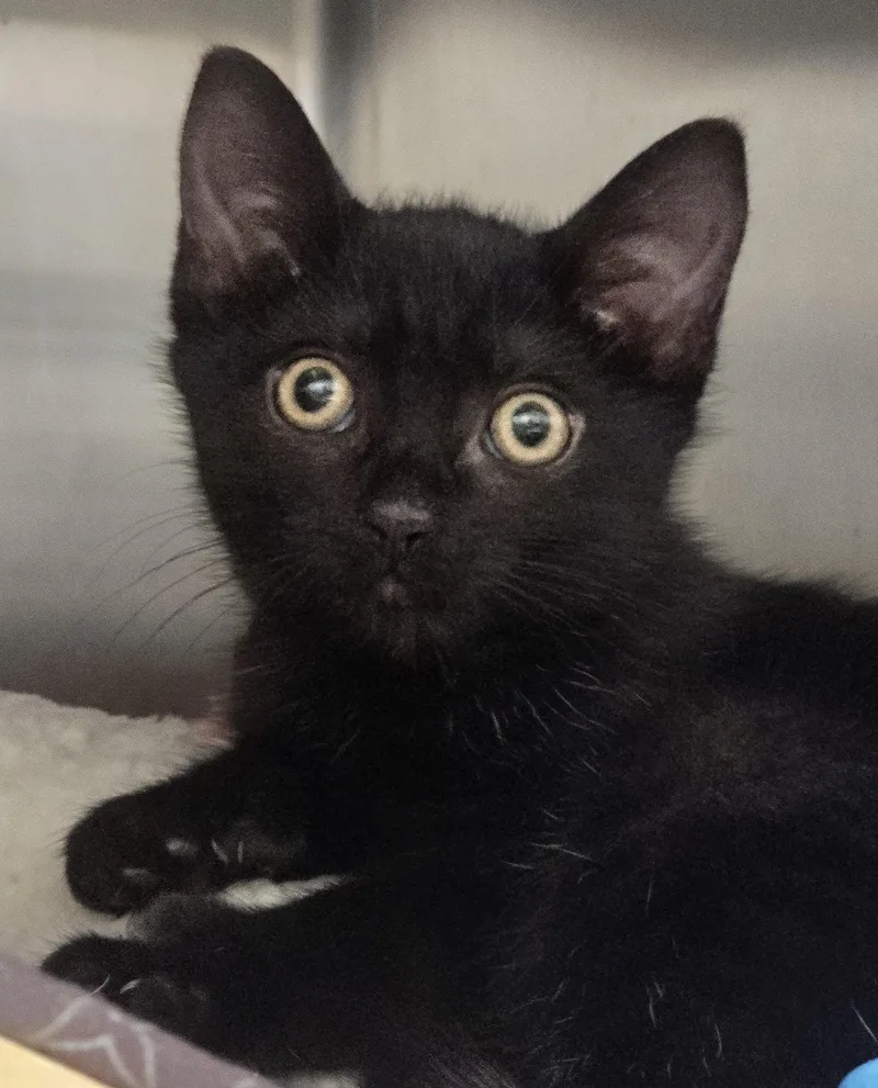 A baby medium-sized female Black Domestic Short Hair cat named Boston for adoption in Amityville, NY