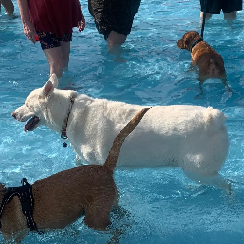 A senior large-sized male White / Cream Husky dog named Tilly for adoption in Hinsdale, IL